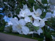 Красиві місця в Майданівці