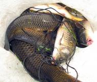 Велика Мечетня          Миколаївської області