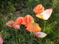 природа Слобідки