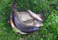 Велика Мечетня          Миколаївської області