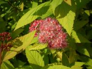 станція 'Вадул - Сірет'