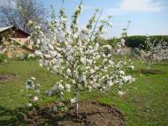 Богуславець