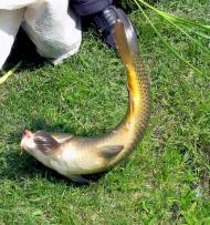 Велика Мечетня          Миколаївської області