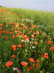 природа Слобідки