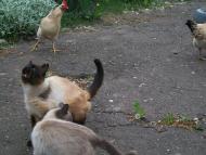 Брати наші менші...