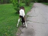 Славне місто Чернігів