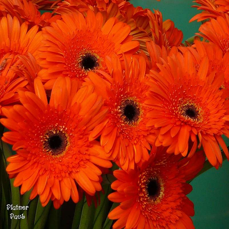   Природа - Миляч