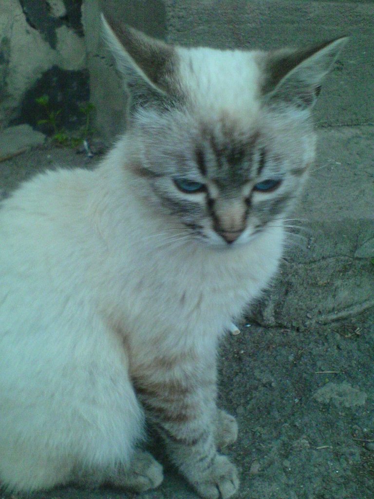 Друзі мої менші - Шклинь