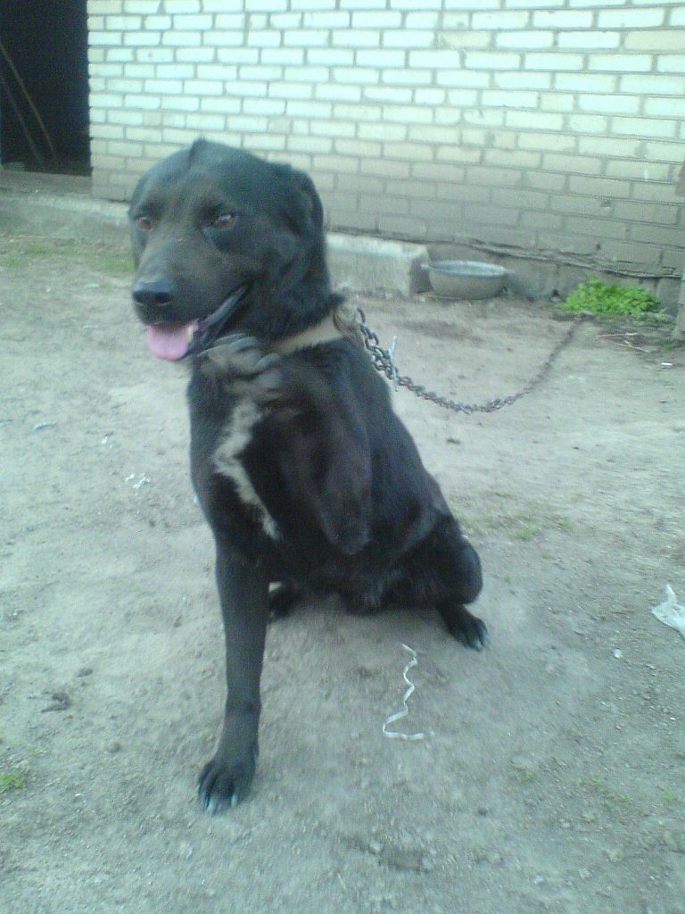 Друзі мої менші - Шклинь