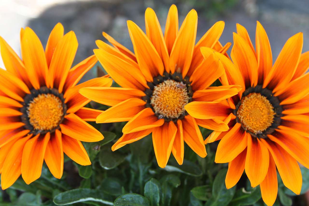 Природа - Рунгуры