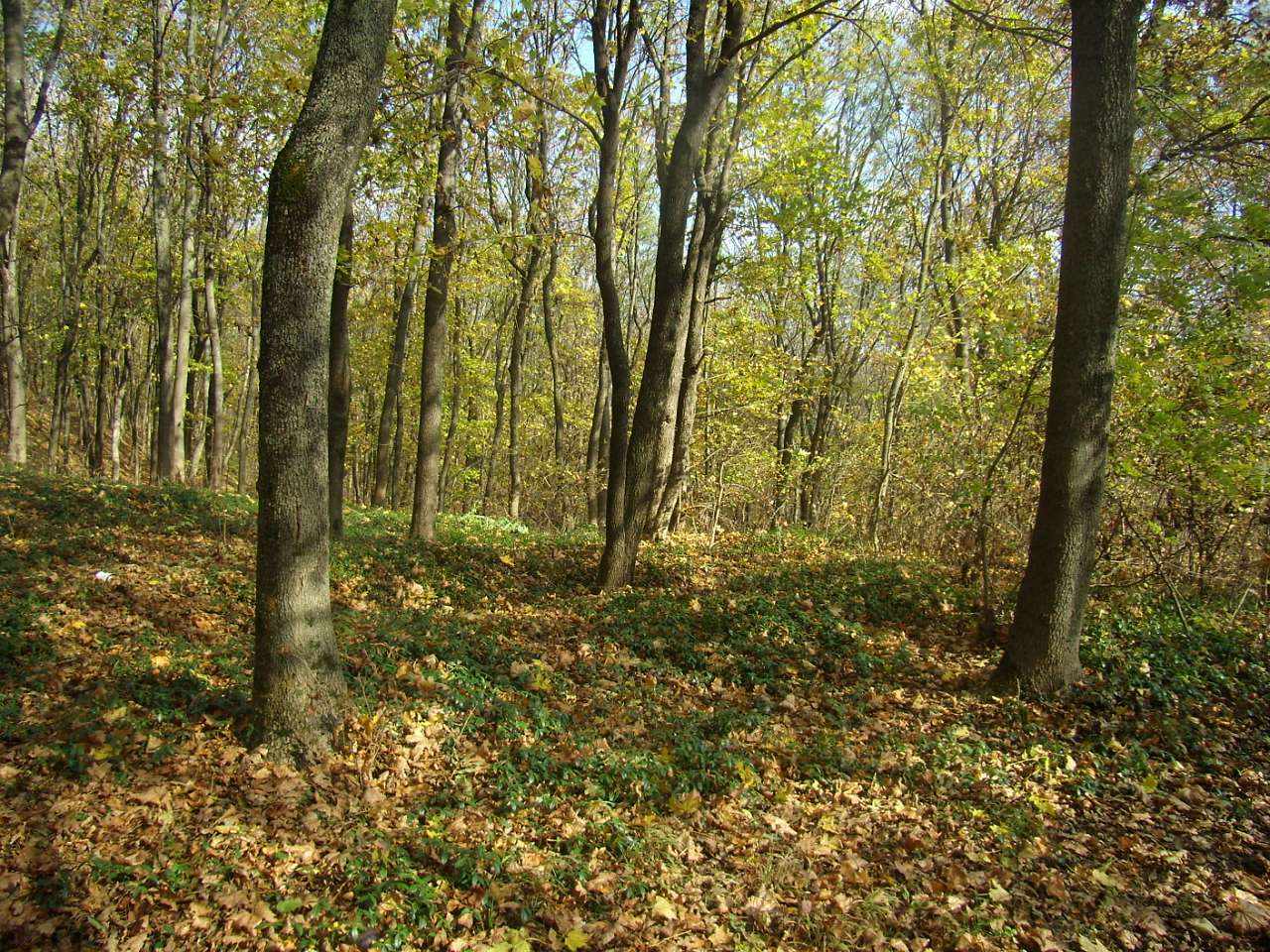 Парк Капністів - Велика Обухівка