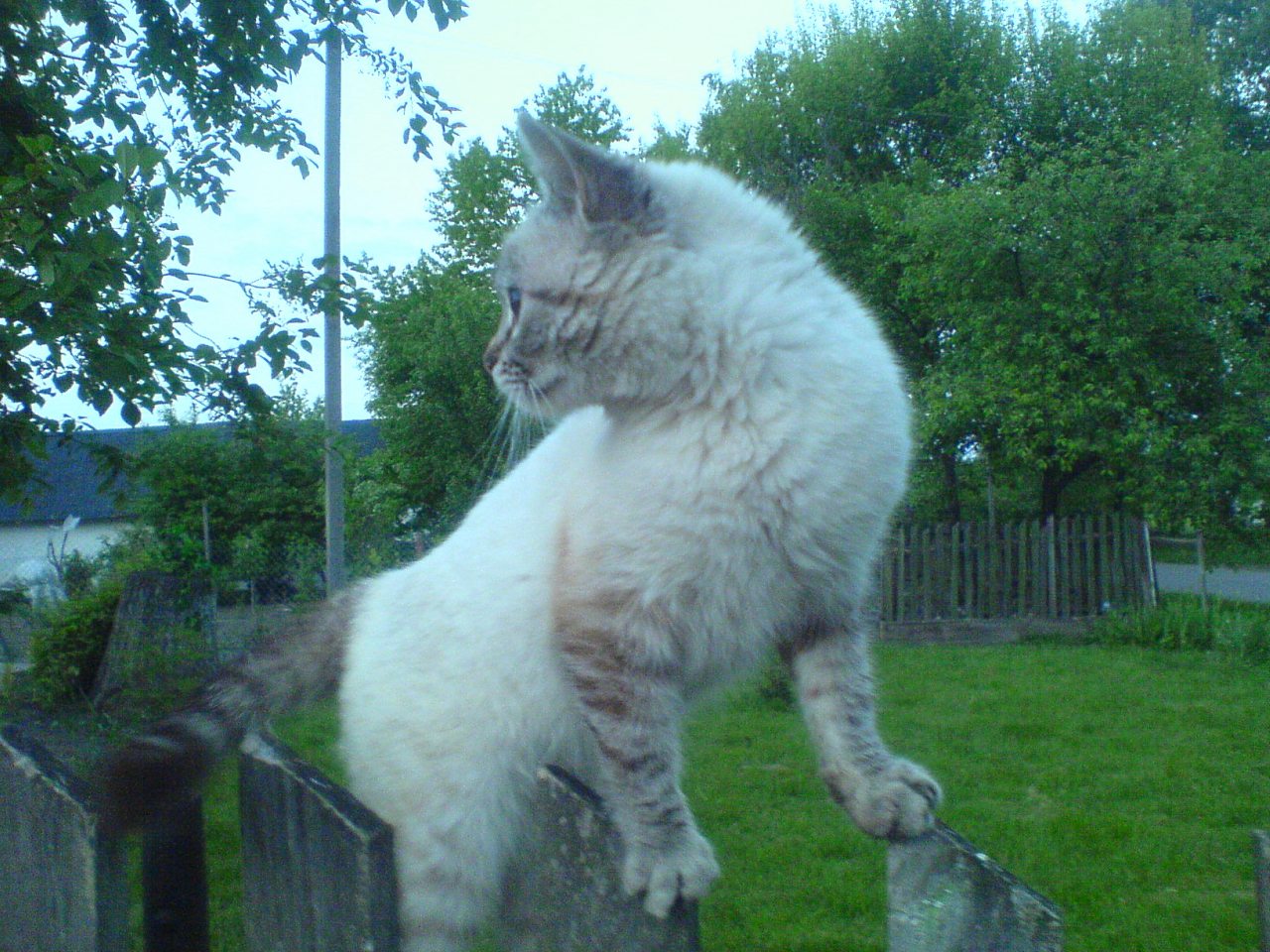 Друзі мої менші - Шклинь