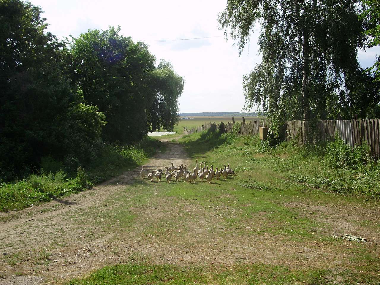 Риботин - Рыботин