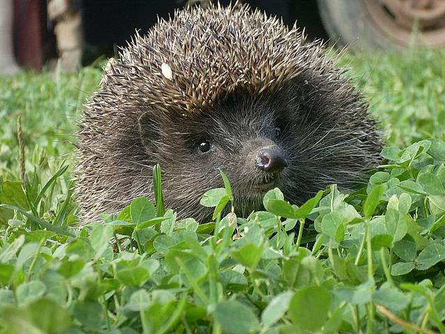 Риботин - Рыботин