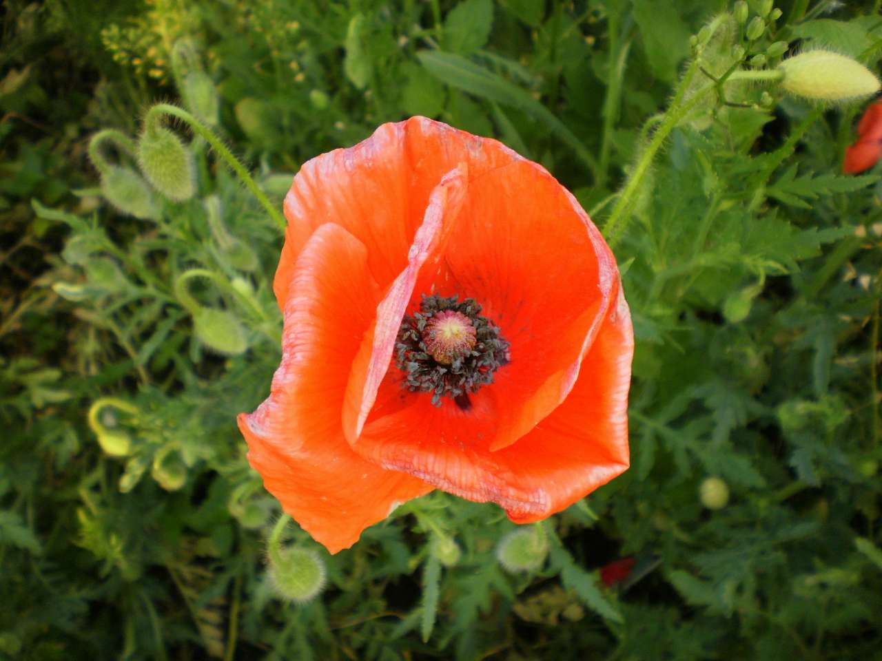 природа Слобідки - Слобідка