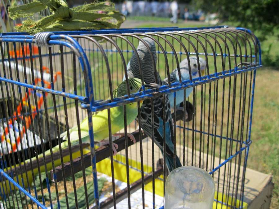 Троїцький ярмарок 12.06.2011 - Мена