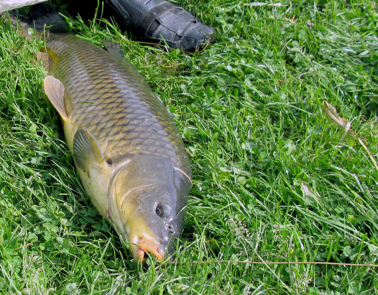 Велика Мечетня          Миколаївської області - Великая Мечетня