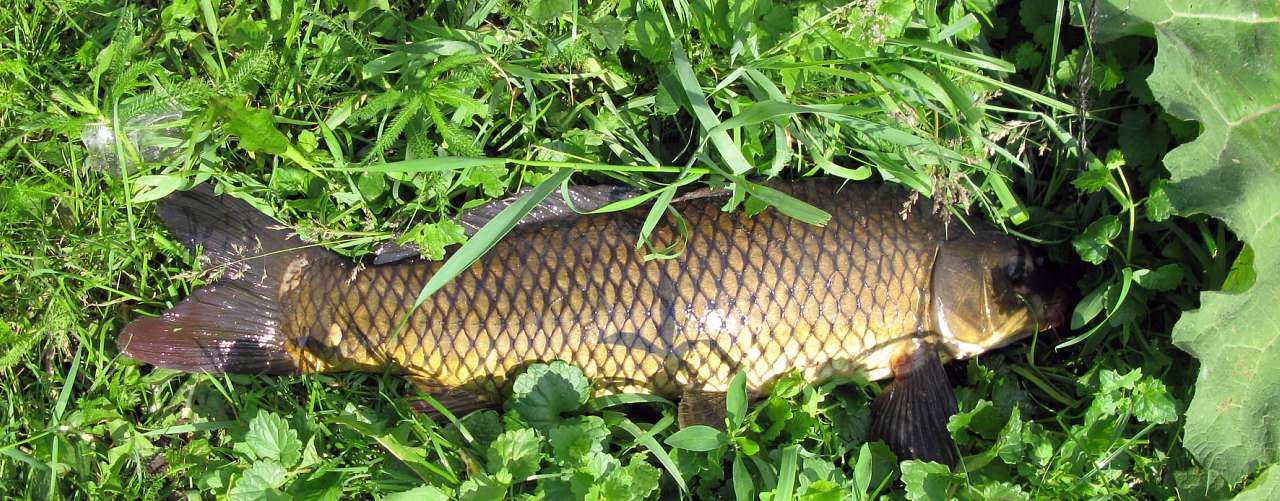 Велика Мечетня          Миколаївської області - Великая Мечетня