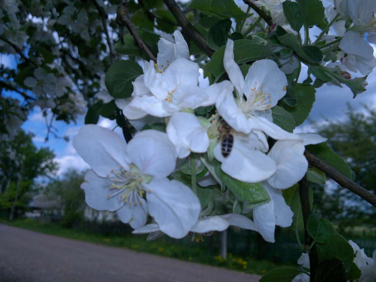 Красиві місця в Майданівці - Майданівка