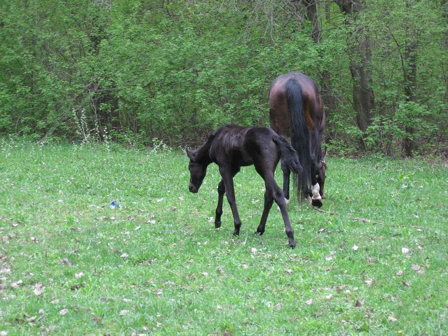 Славне місто Чернігів - Чернігів