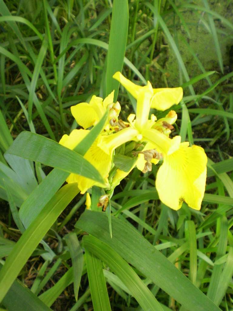 Черепківці - Черепківці