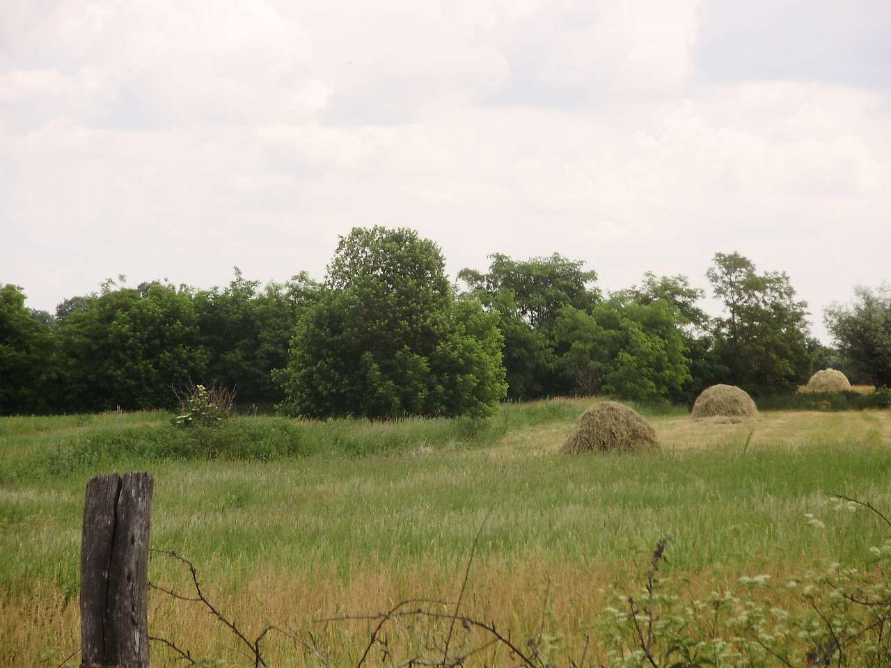 Риботин - Рыботин