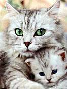   Природа - Миляч