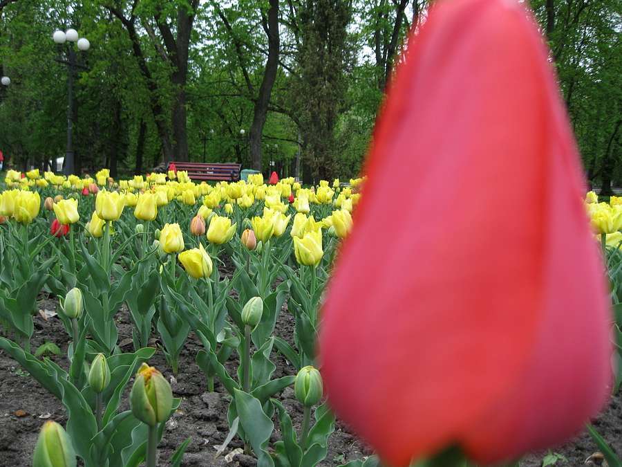 Славне місто Чернігів - Чернігів