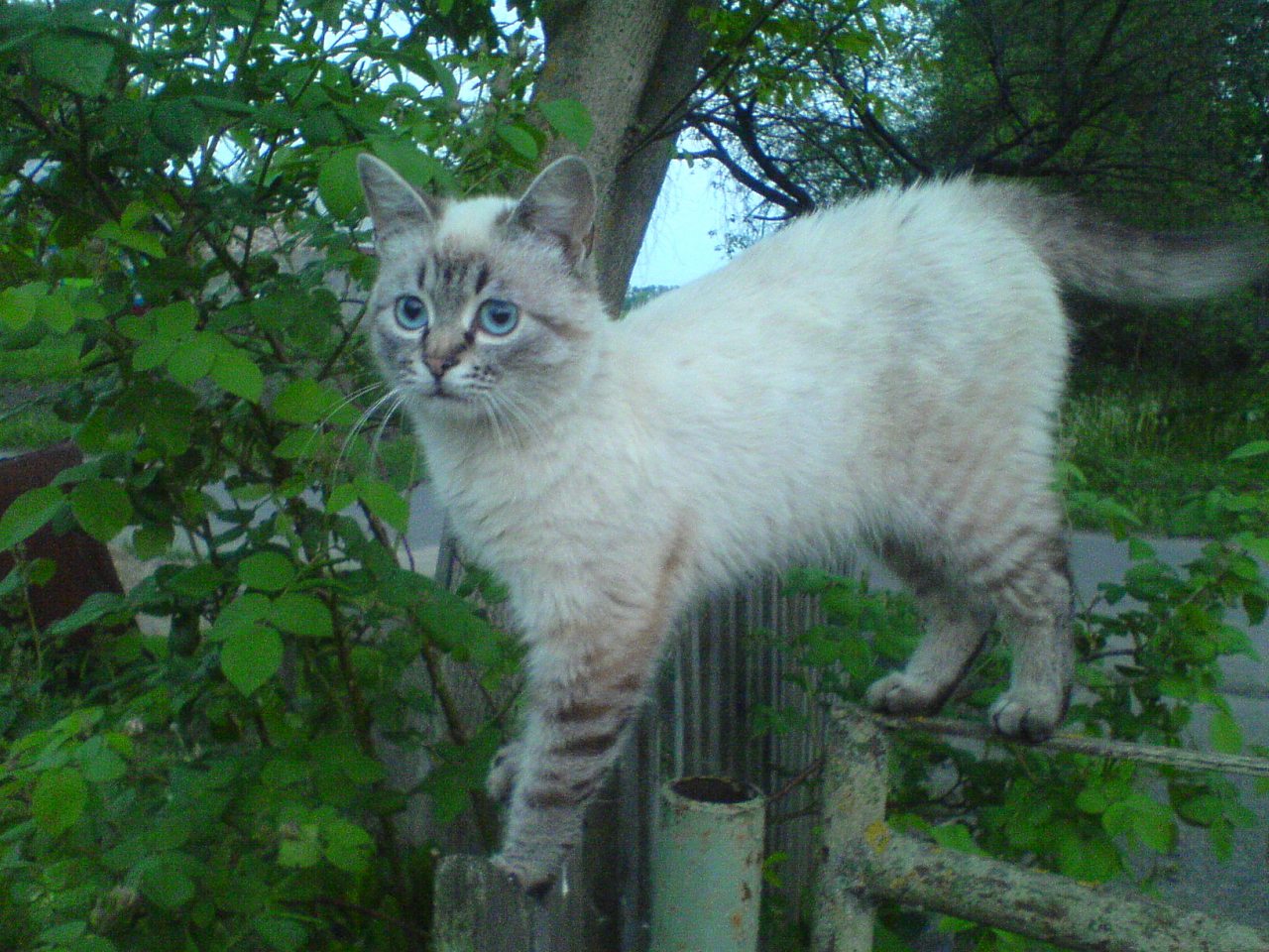 Друзі мої менші - Шклинь