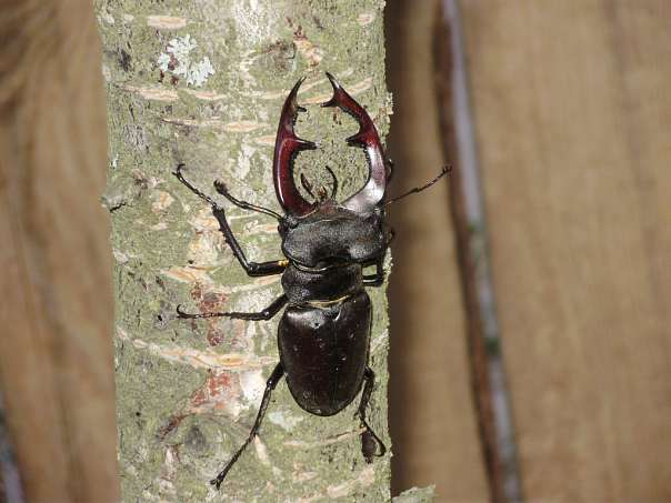 Риботин - Рыботин