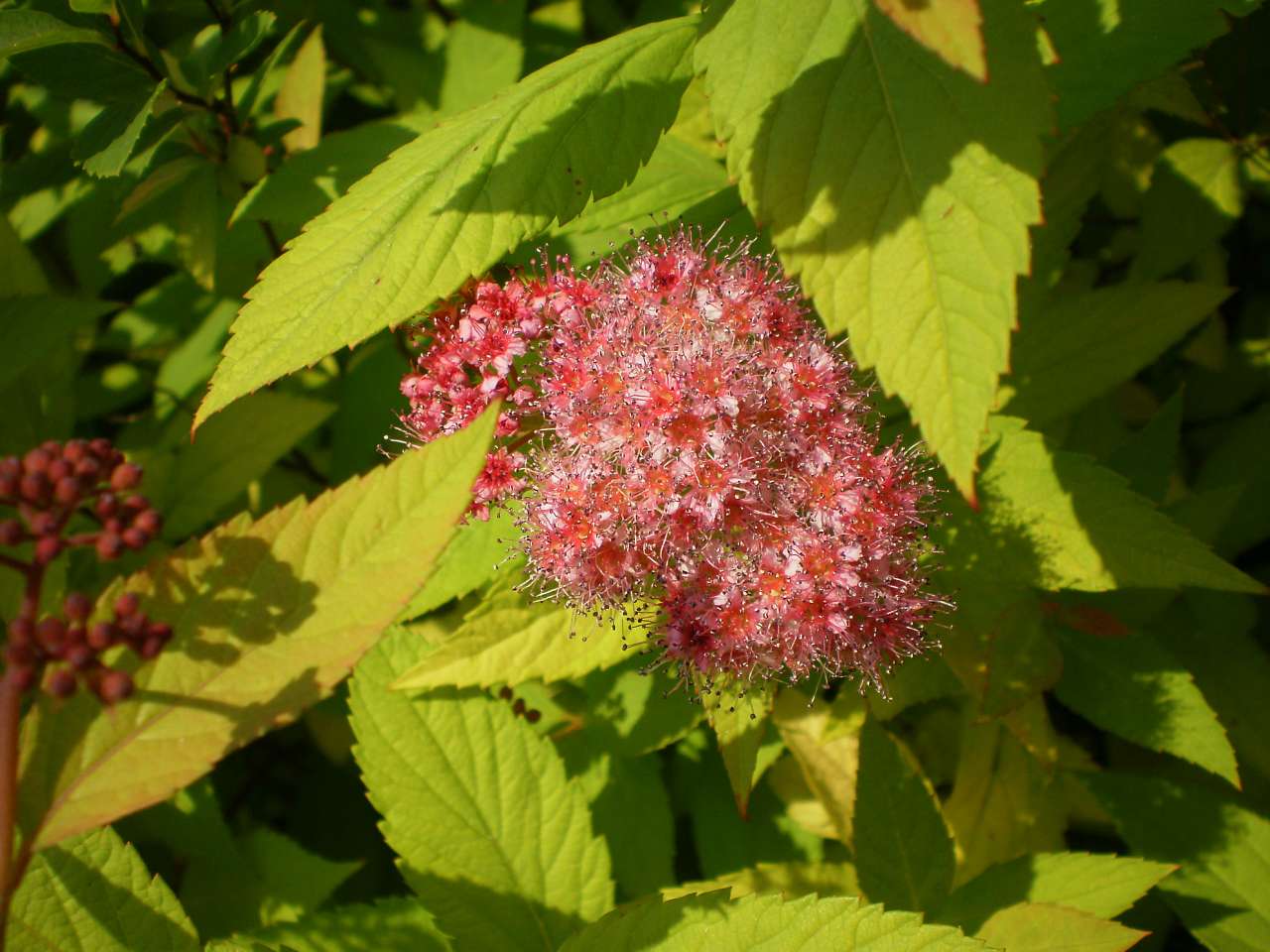 станція 'Вадул - Сірет' - Черепківці