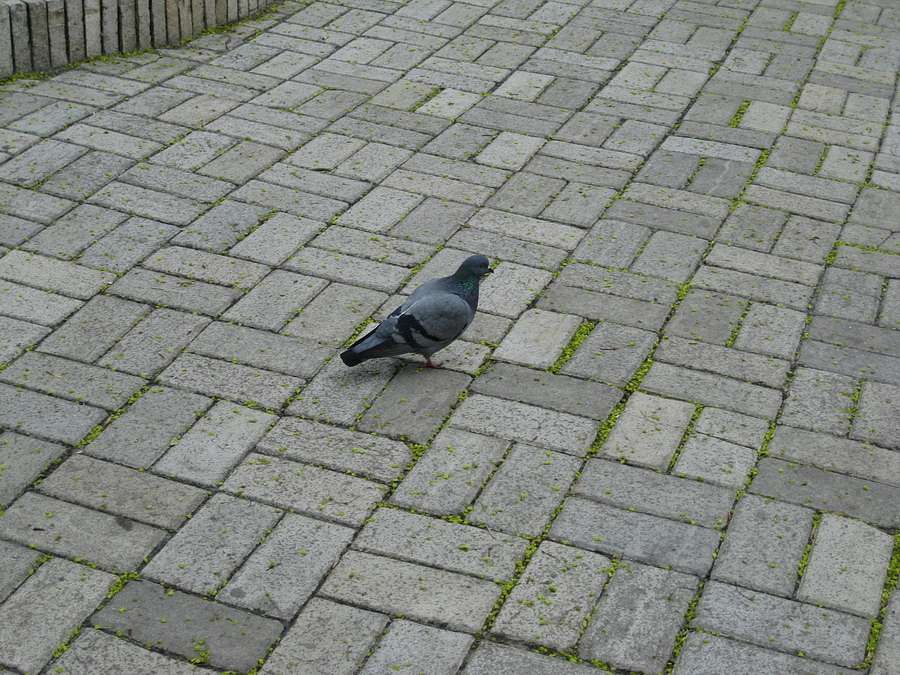 Славне місто Чернігів - Чернігів