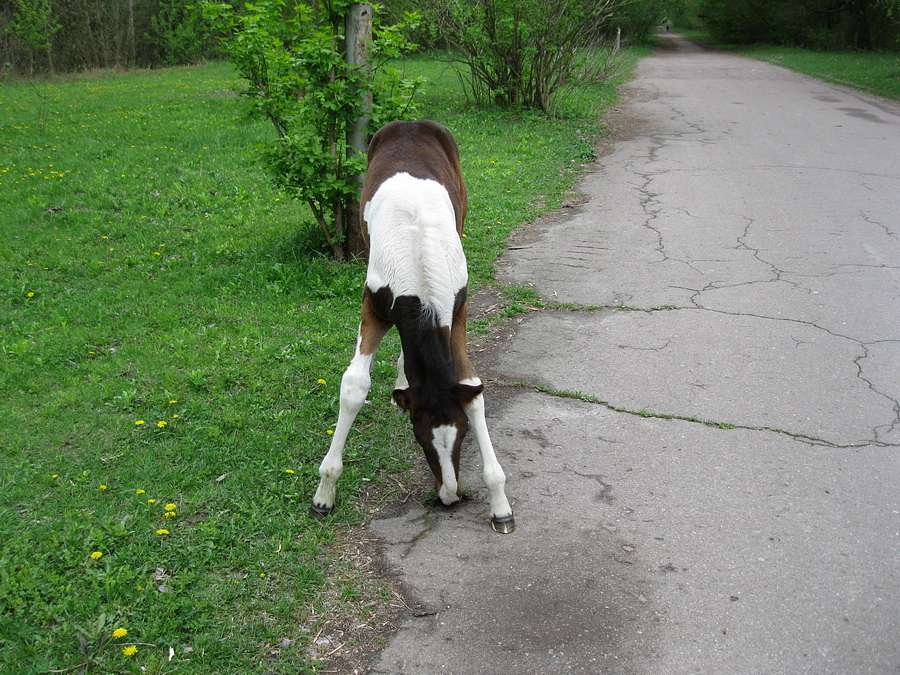 Славне місто Чернігів - Чернігів