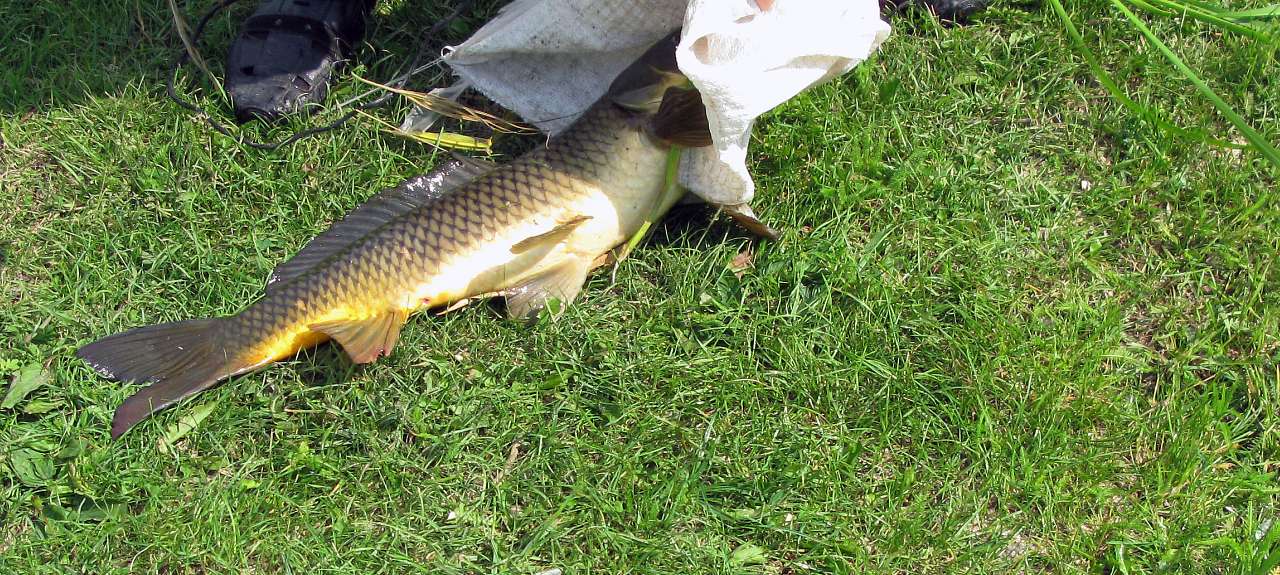 Велика Мечетня          Миколаївської області - Великая Мечетня