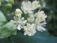 Мальовничі краєвиди