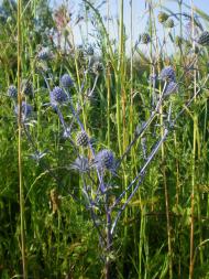 природа Слобідки