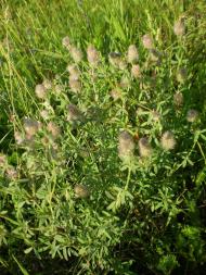 природа Слобідки