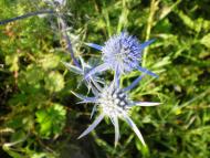 природа Слобідки