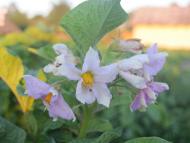 Мальовничі краєвиди