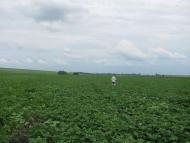 На угіддях Галича