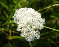 природа Слобідки