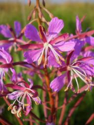 природа Слобідки