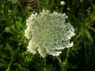 природа Слобідки