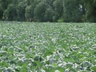 На угіддях Галича