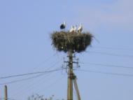 природа Слобідки