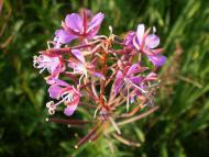 природа Слобідки