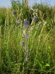 природа Слобідки