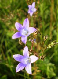 природа Слобідки