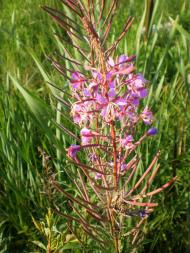 природа Слобідки