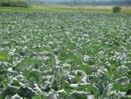 На угіддях Галича